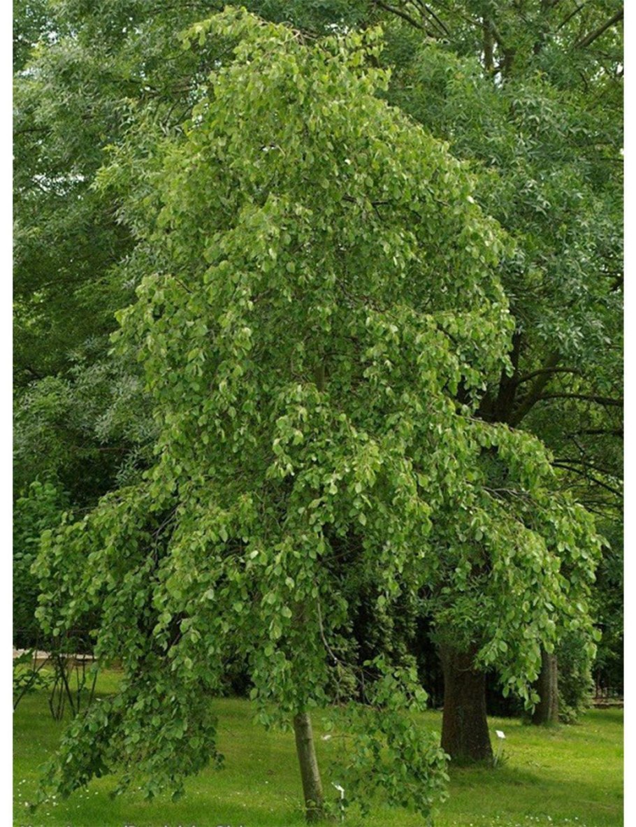 Ольха pendula