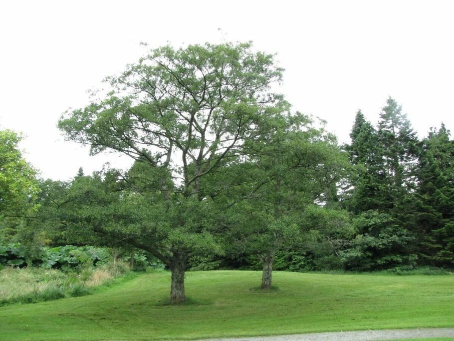 Alnus glutinosa