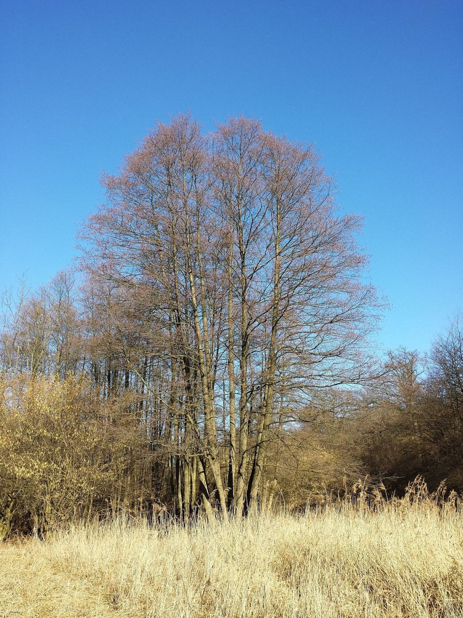 Ольха черная Alnus glutinosa 'Aurea' зимой