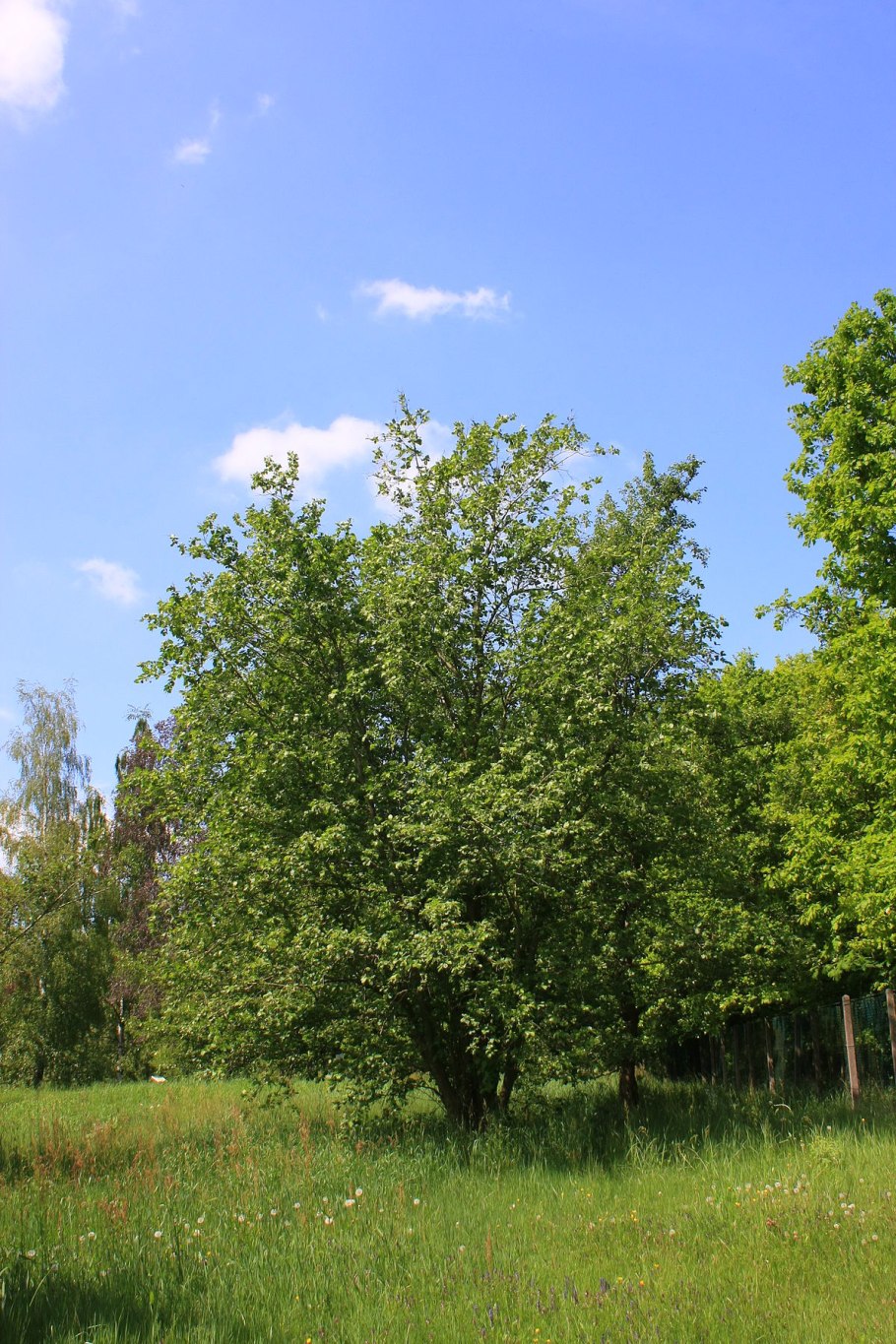 Ольха Alnus incana