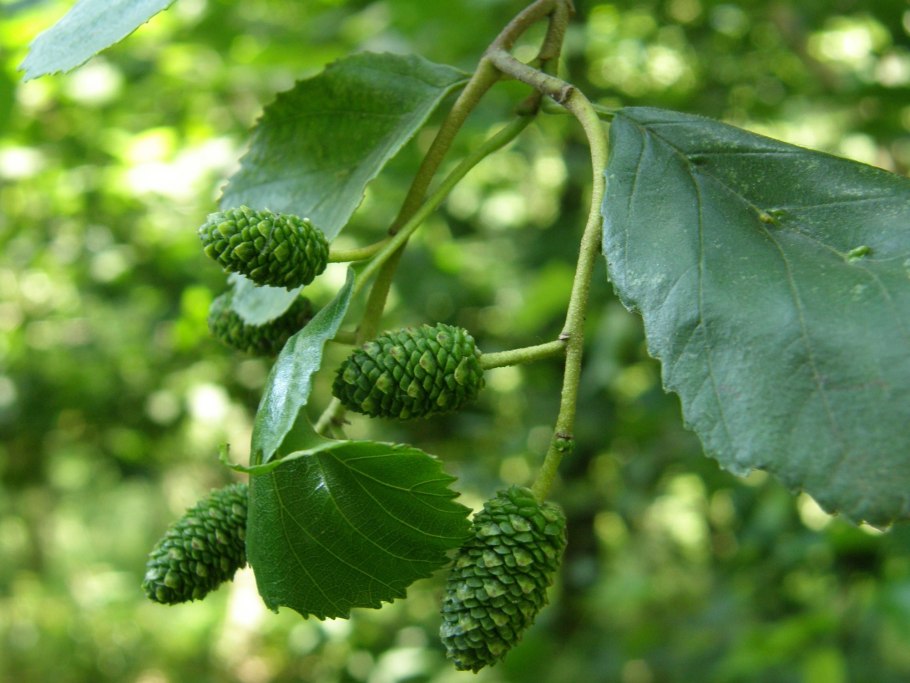 Ольха черная (Alnus glutinosa)