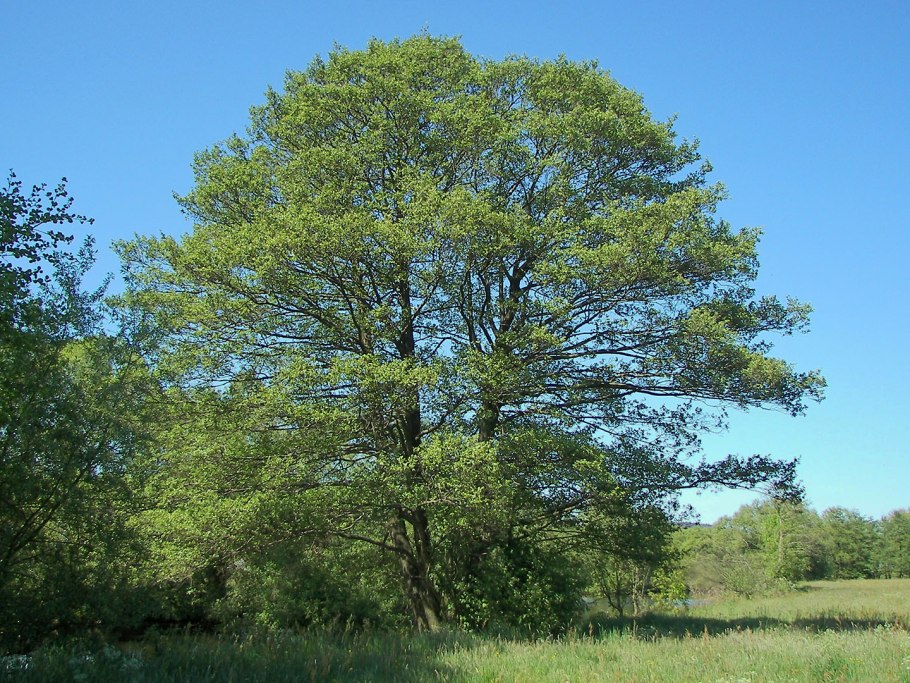 Ольха черная (Alnus glutinosa)