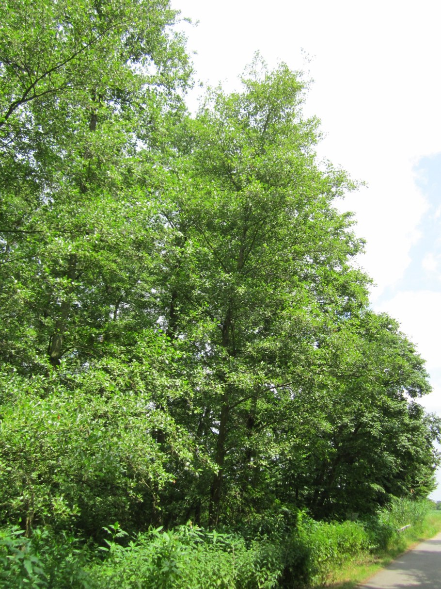 Alnus incana Tree