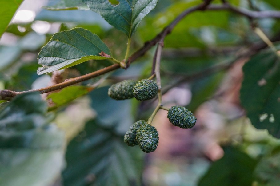 Ольха черная (Alnus glutinosa)