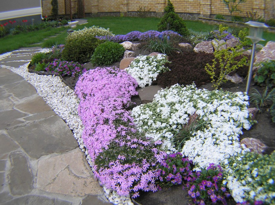 Флокс шиловидный рокарий