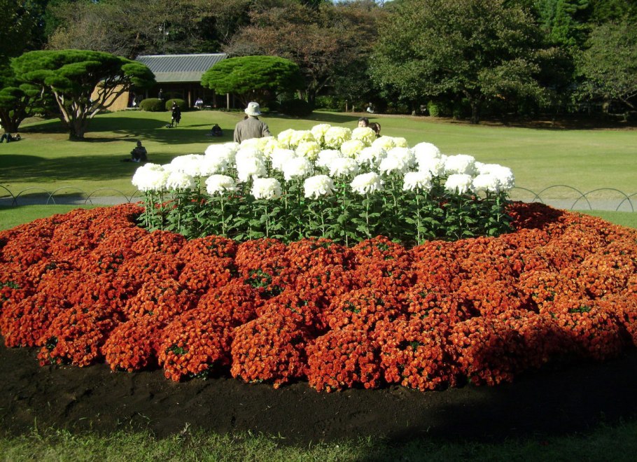 Рабатка Тунберга однолетник