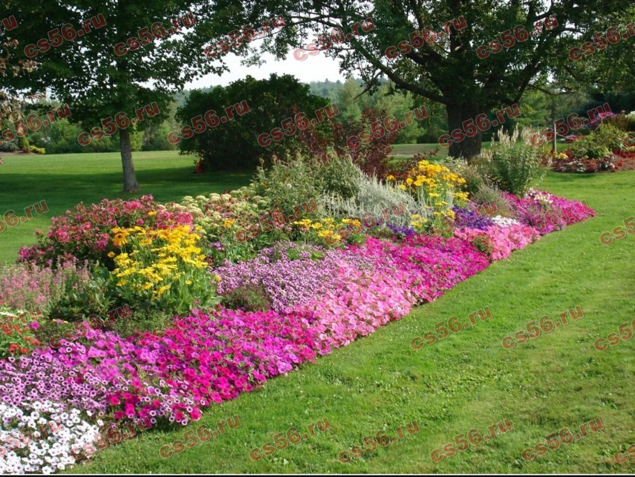 Флокс шиловидный Дугласа