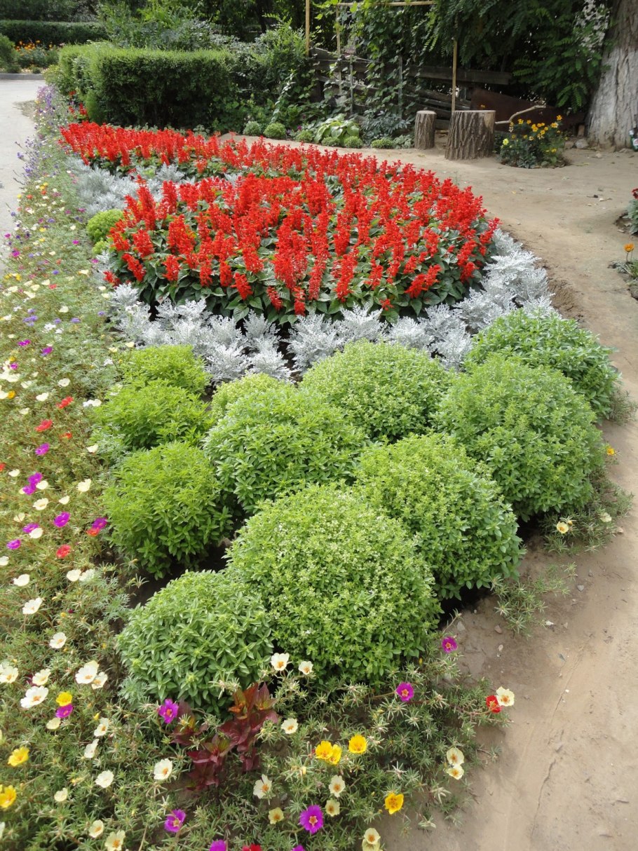 Колеус бордюр