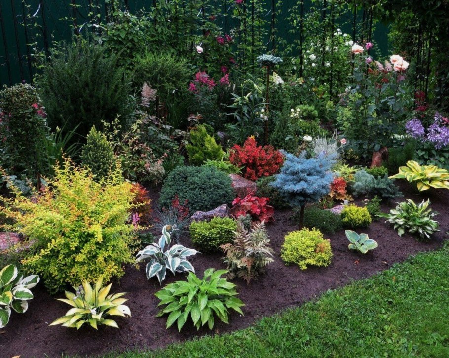 Астра карликовая бордюрная