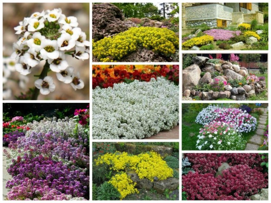 Тимьян шиловидный