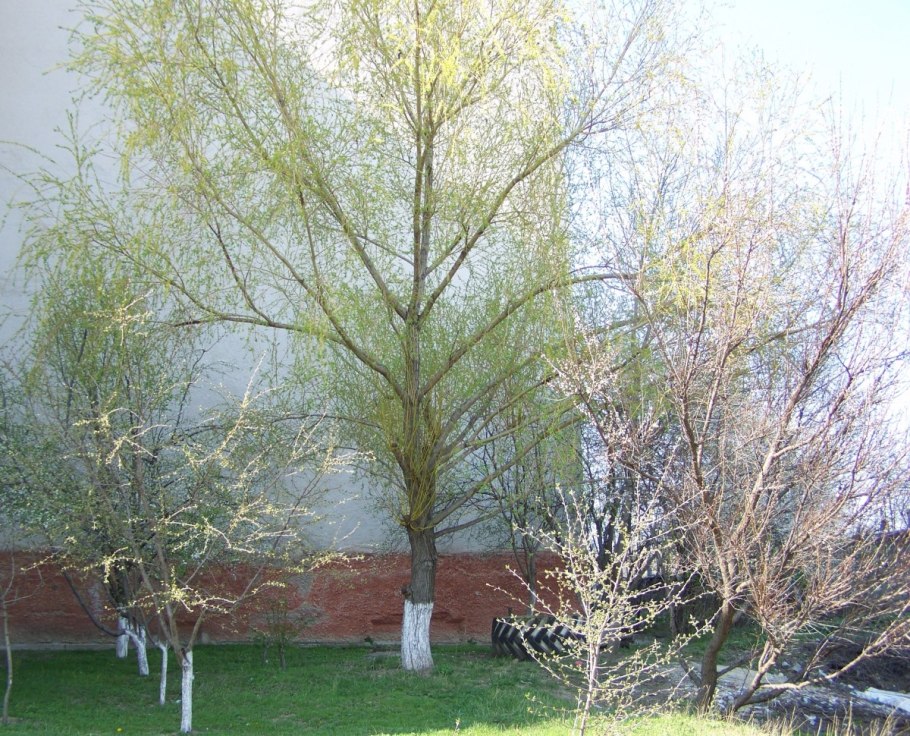 Ива размножается черенками