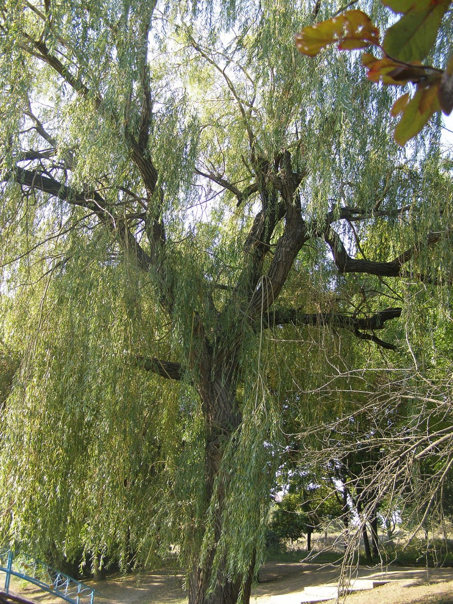 Ива Козья размножение черенками