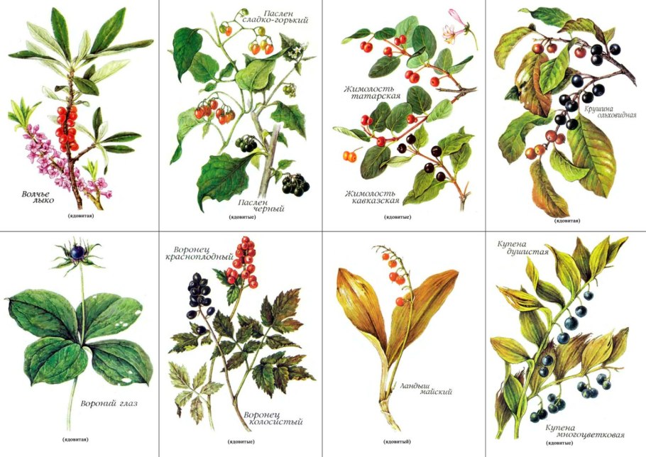 Лесная малина и земляника