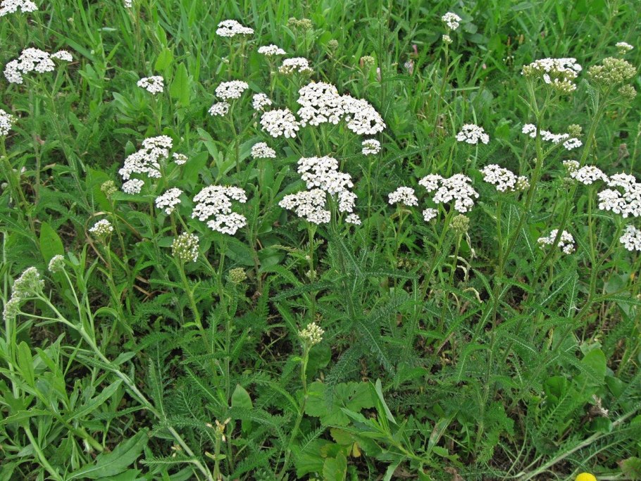 Глухов медоносные растения