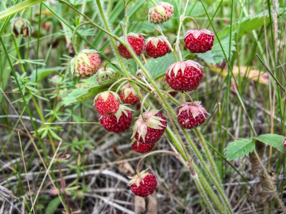 Лесная ягода клубника