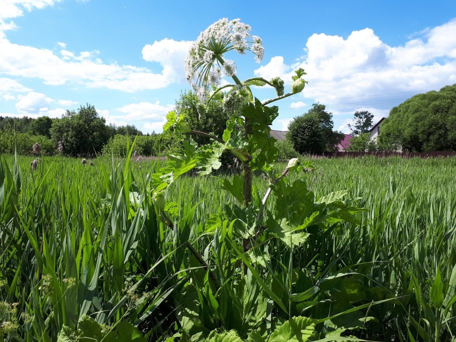 Трава которую едят люди летом