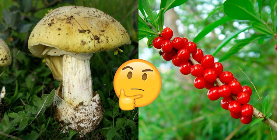 Дикие съедобные растения