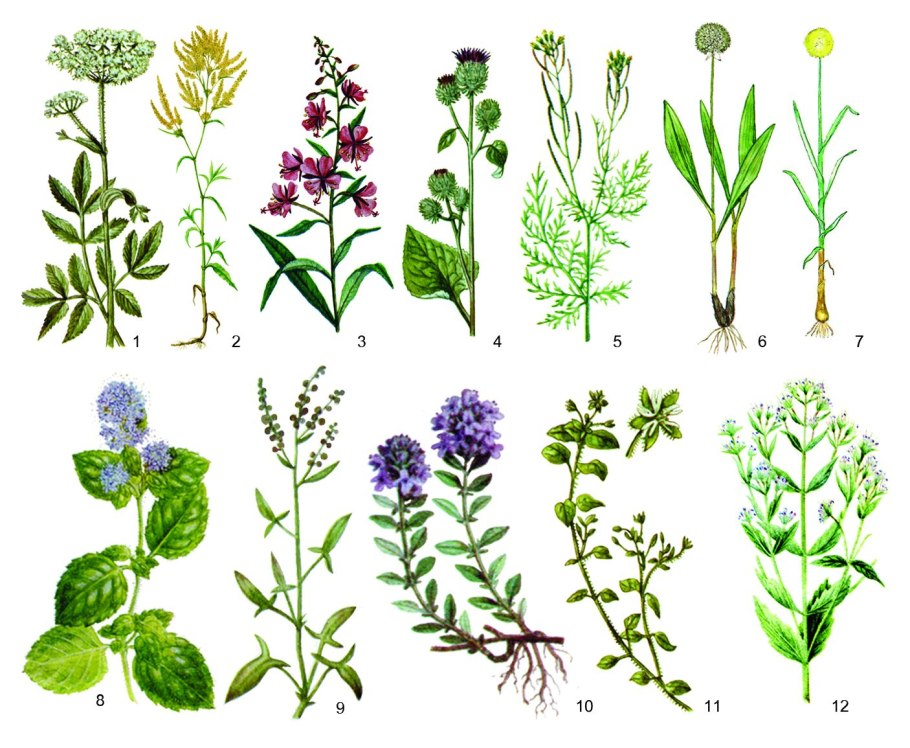 Съедобные травы Оренбургской области