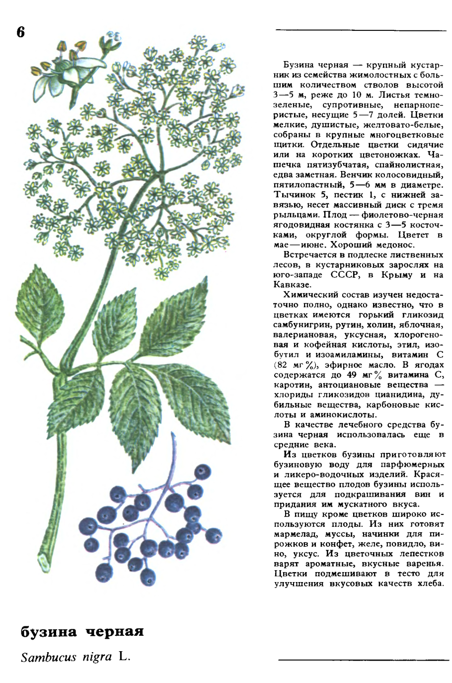 Съедобные растения России