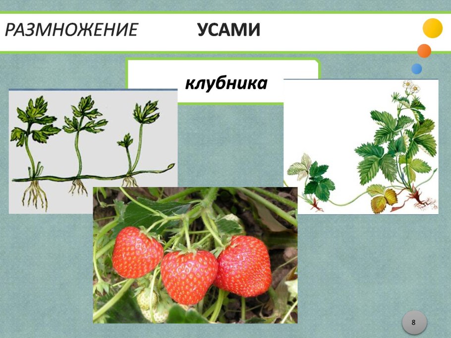 Бесполое размножение усами