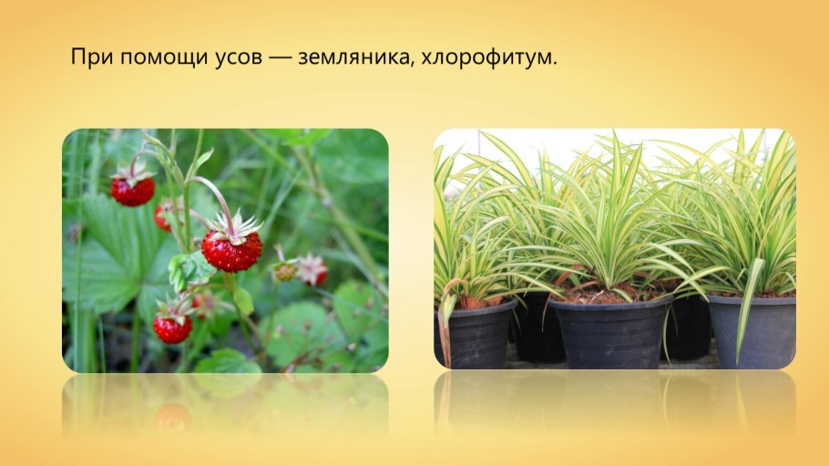 Размножение усами комнатных растений