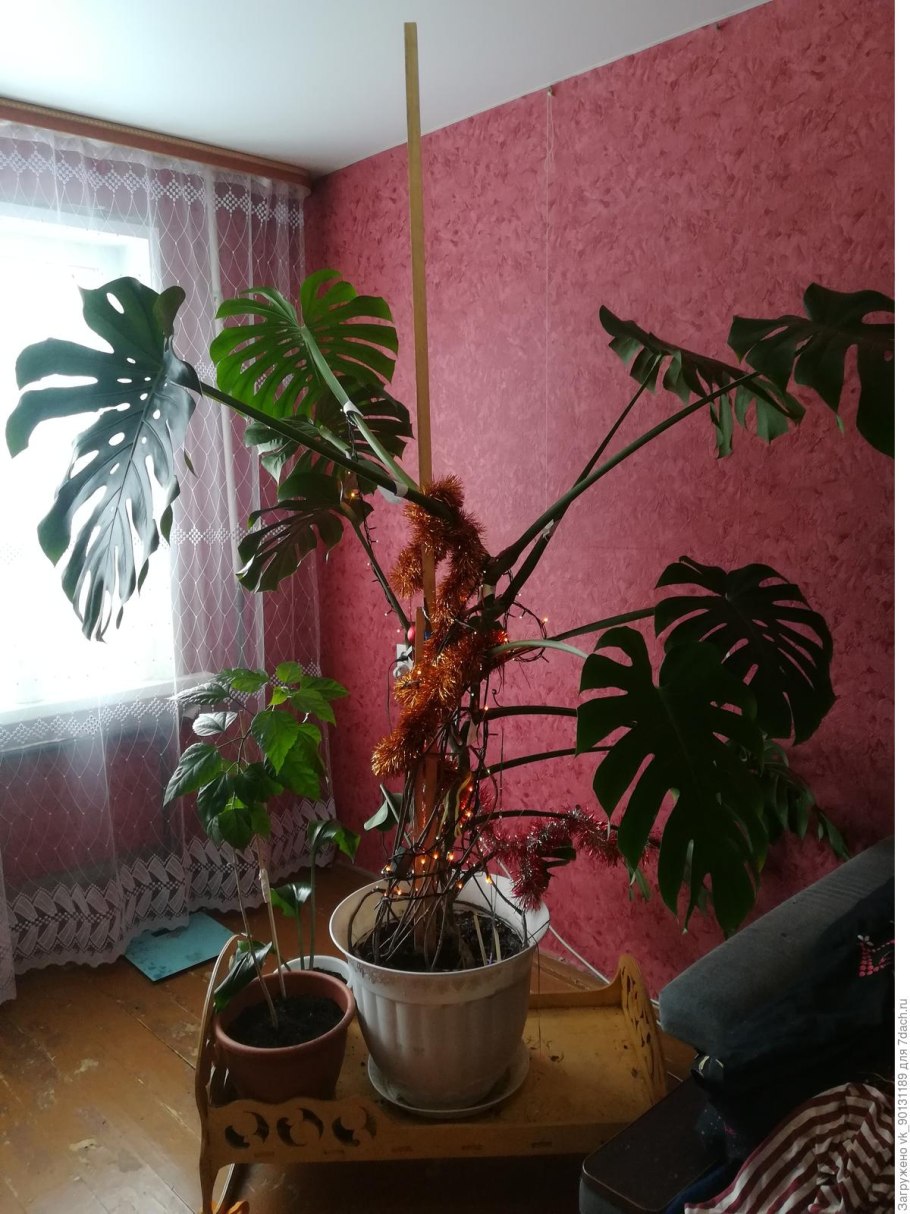 Большое комнатное растение