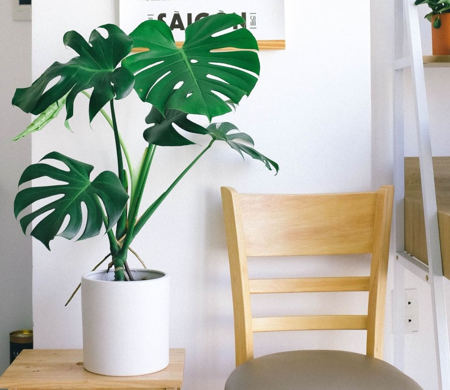 Монстера Адансона Monstera adansonii