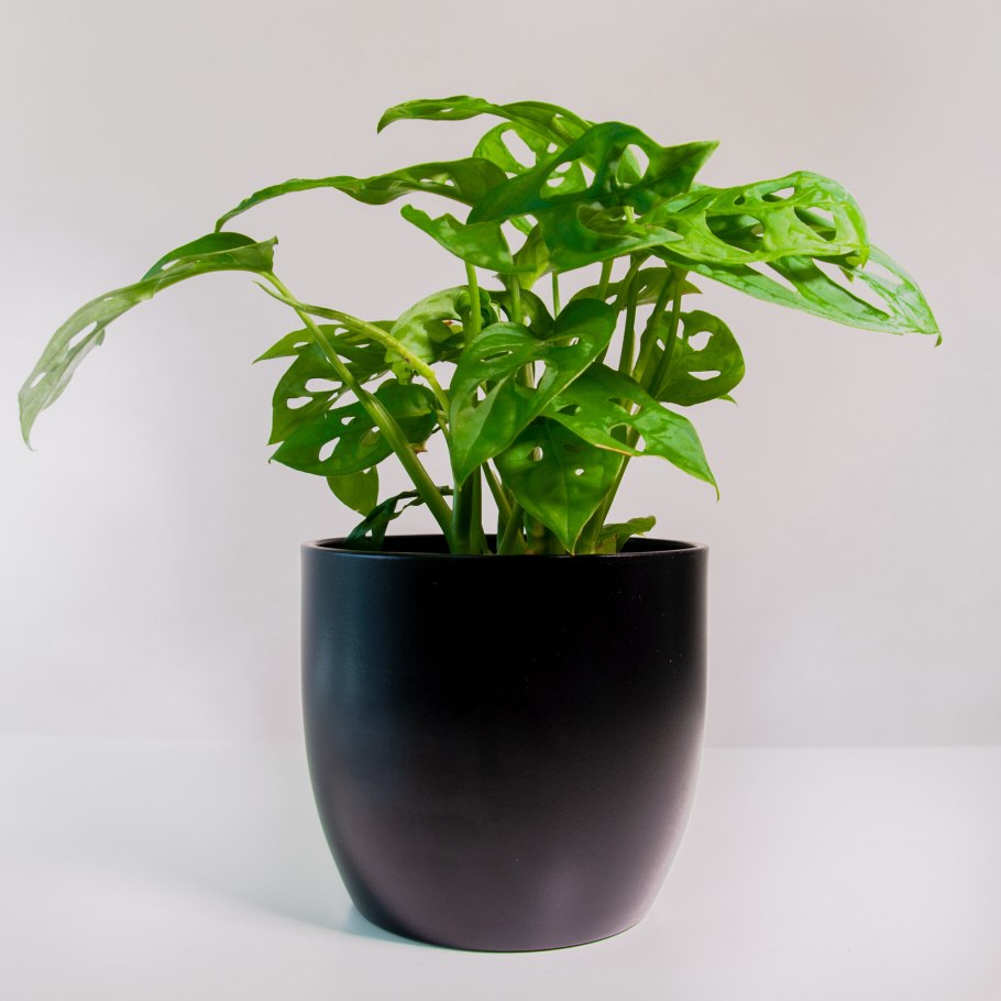 Дарья Муранова Вологда