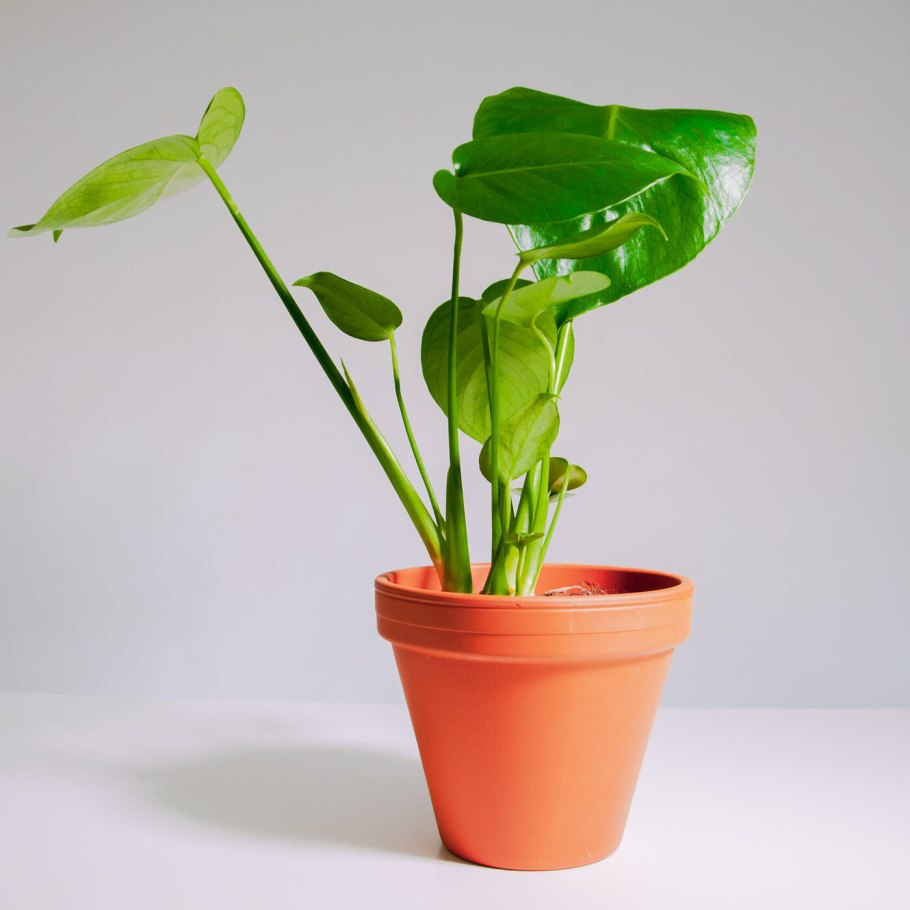 Монстера манки МЭСК