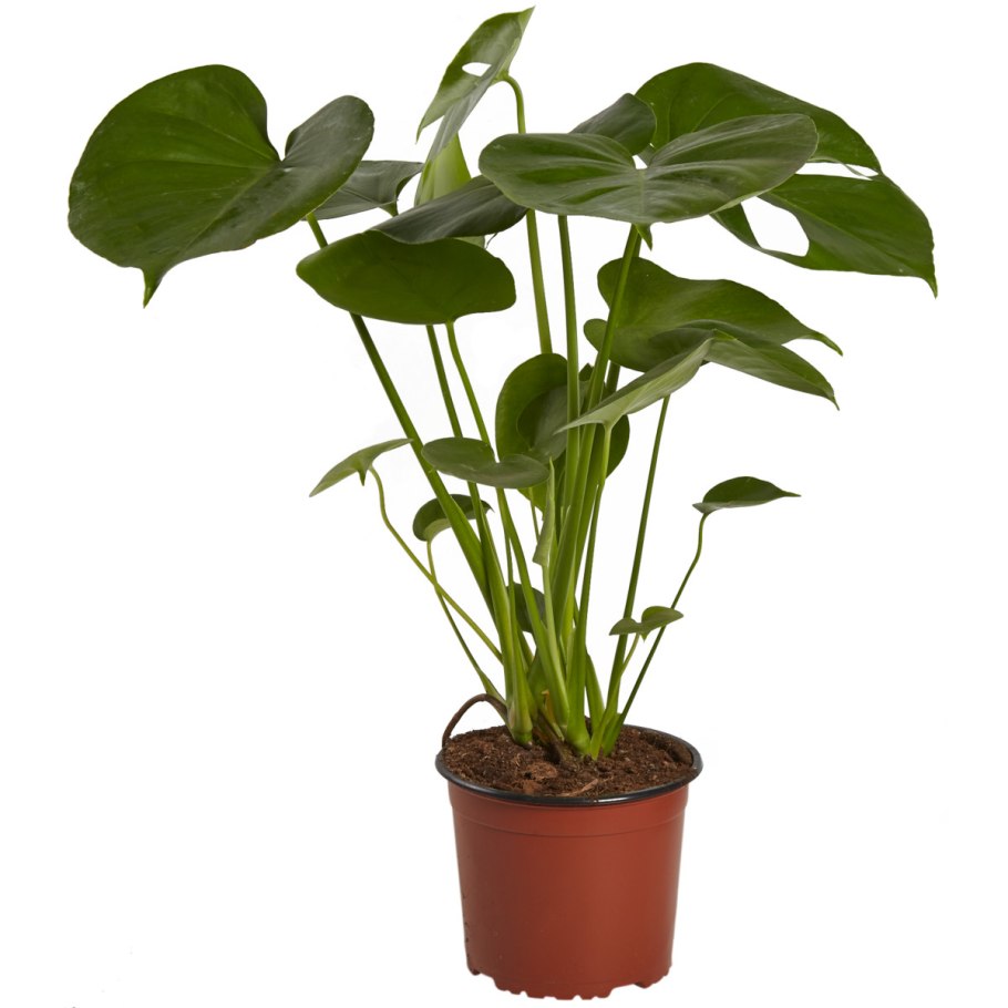 Куст в горшке монстера 9,5х21