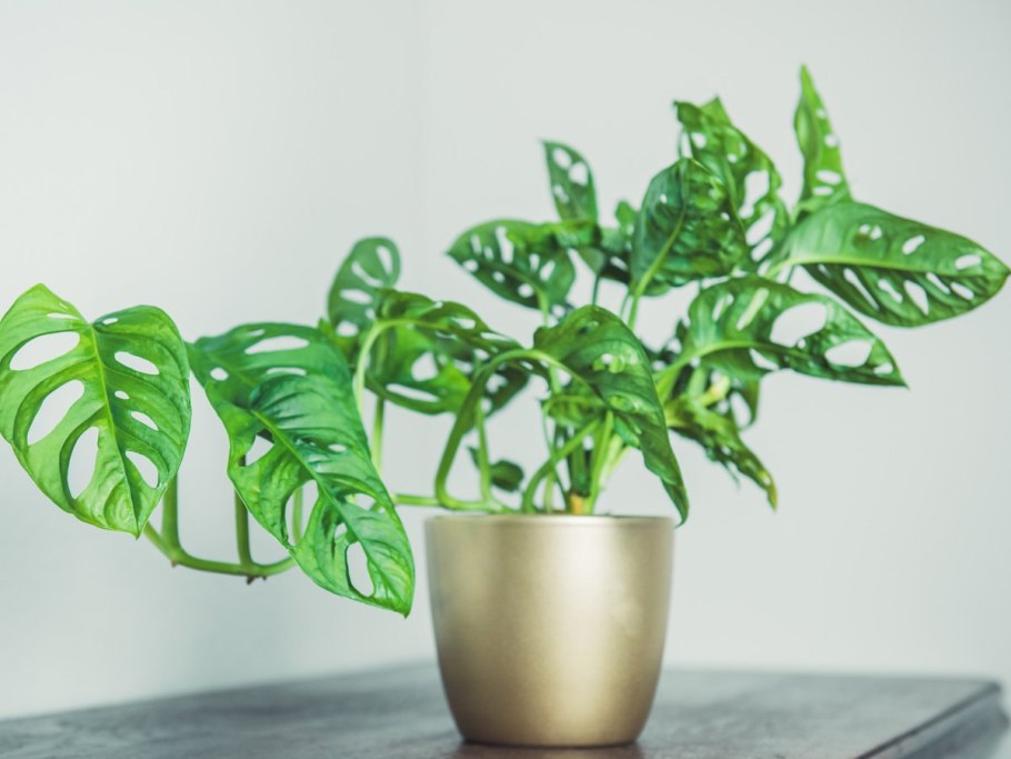 Цветок монстера пересадка