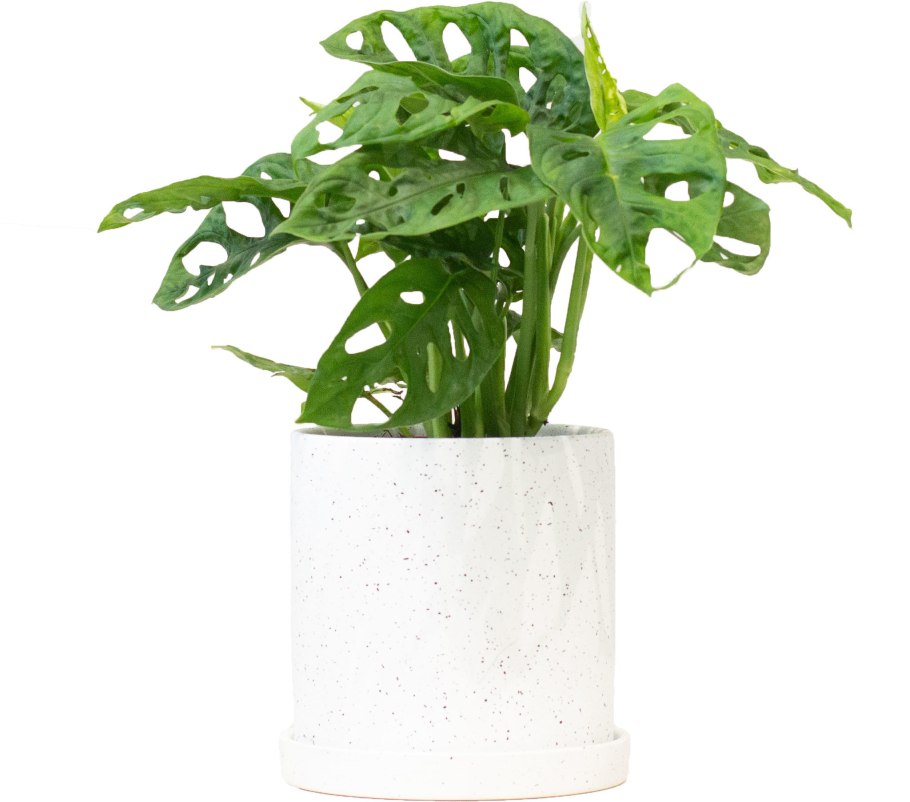 Лучший горшок для монстеры