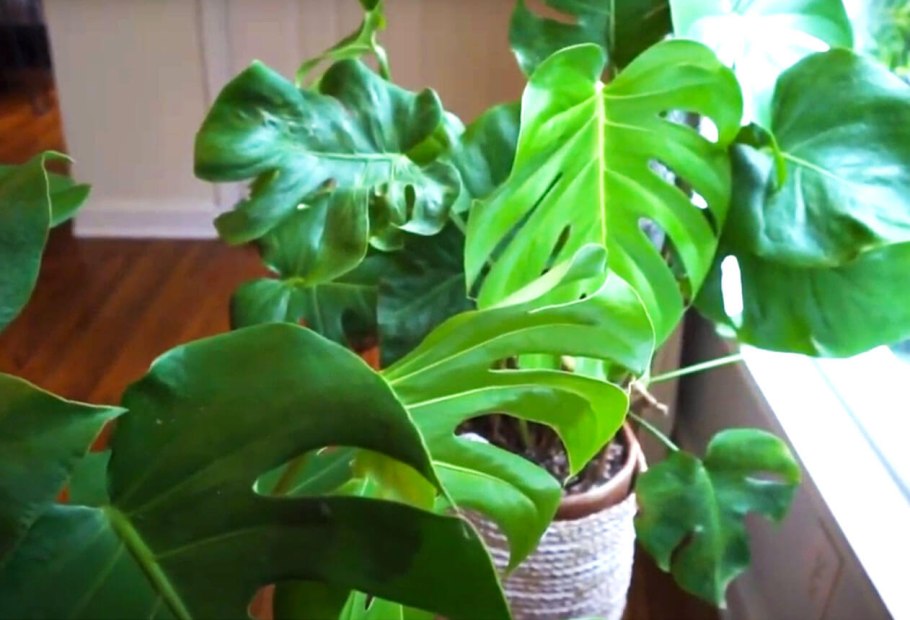 Монстера кустовая