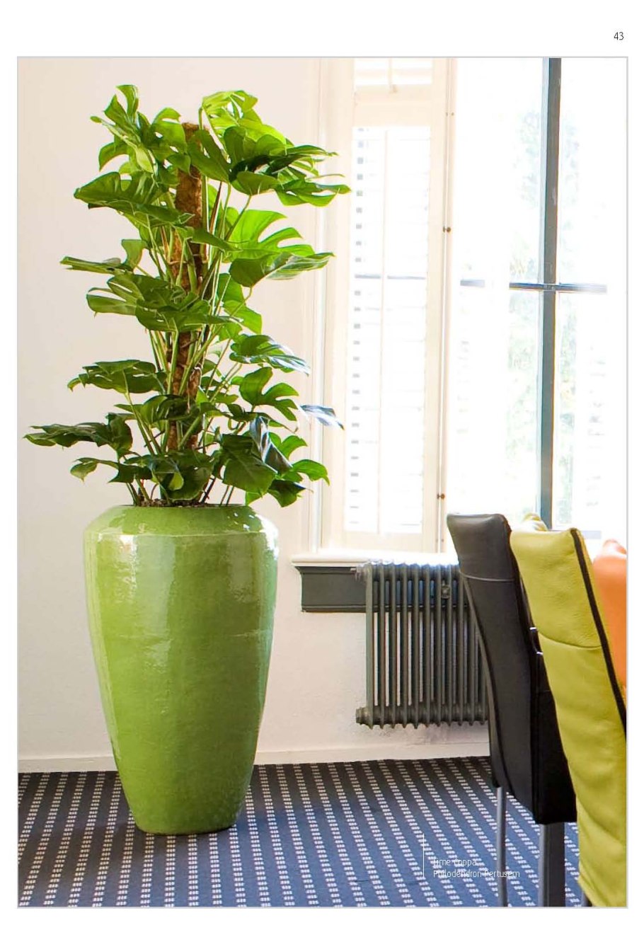 Монстера Филодендрон в горшке