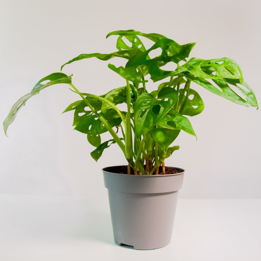 Растения в черных горшках