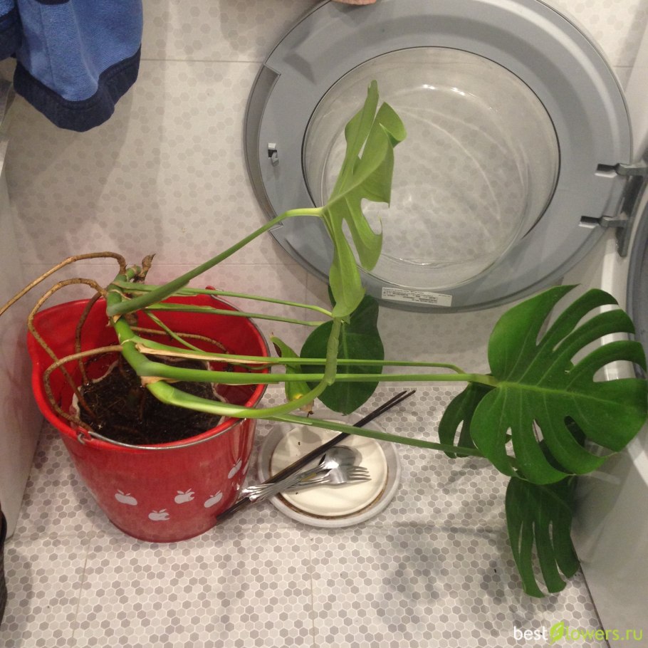 Монстера Пертусум