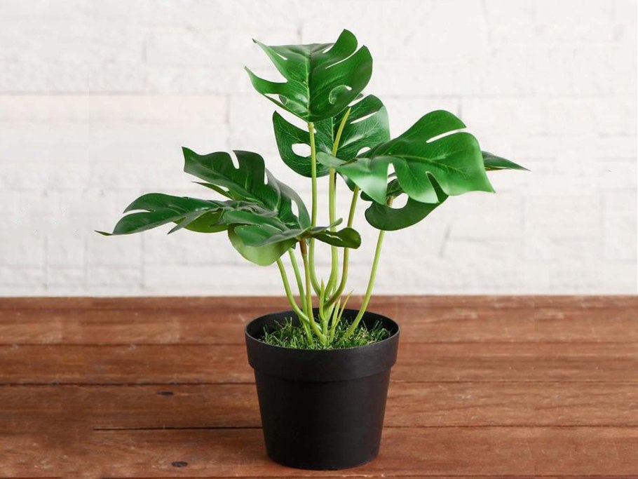 Монстера 150