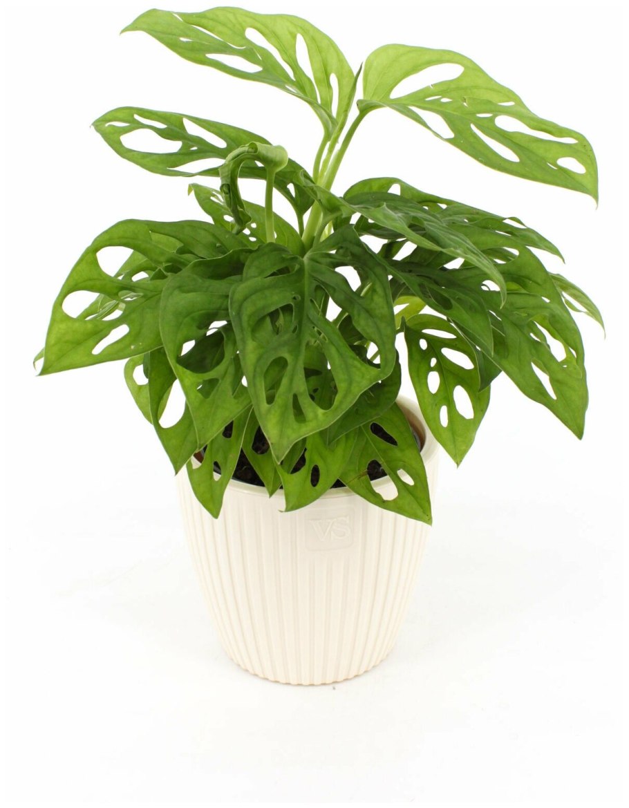 Монстера Минима моссток