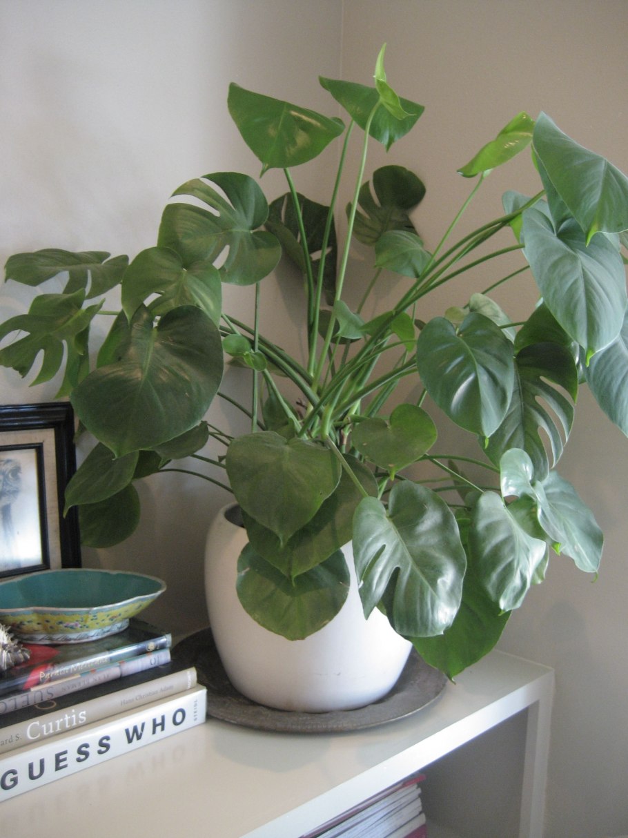 Монстера Деликоса