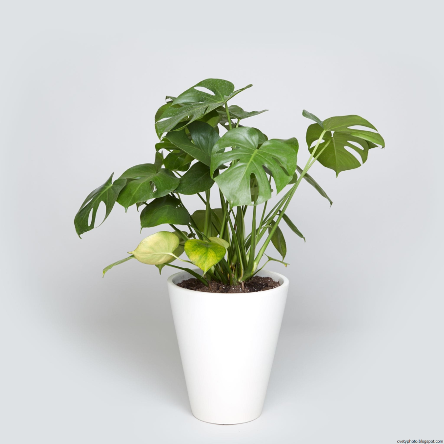 Воздушные отводки монстеры