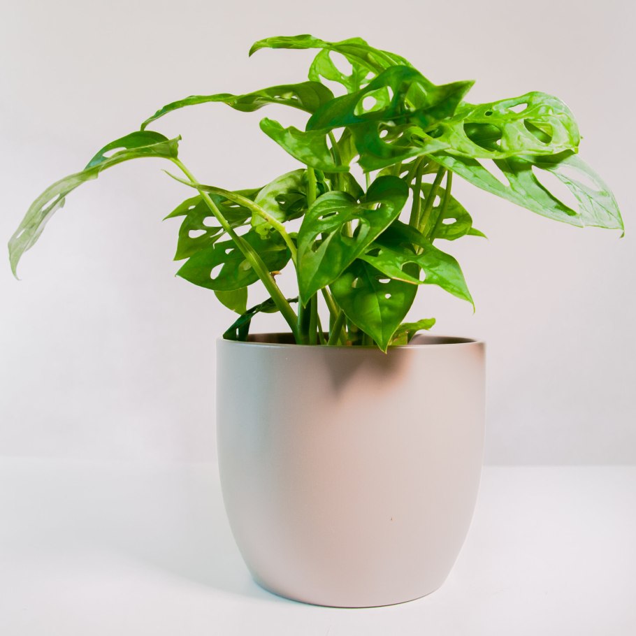 Монстера обликва