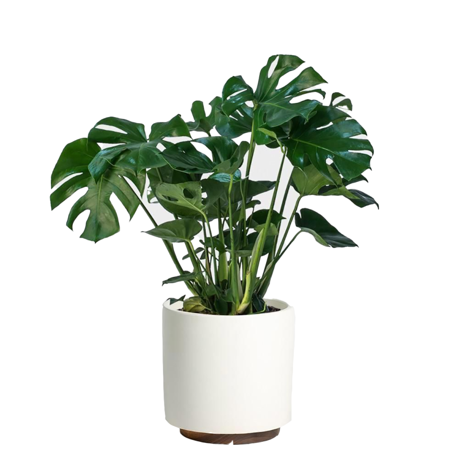 Монстера цветок укоренение