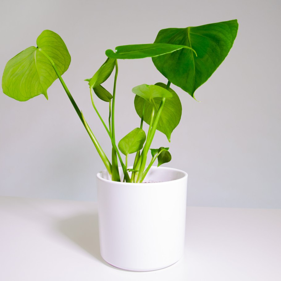 Монстера деликатесная корни