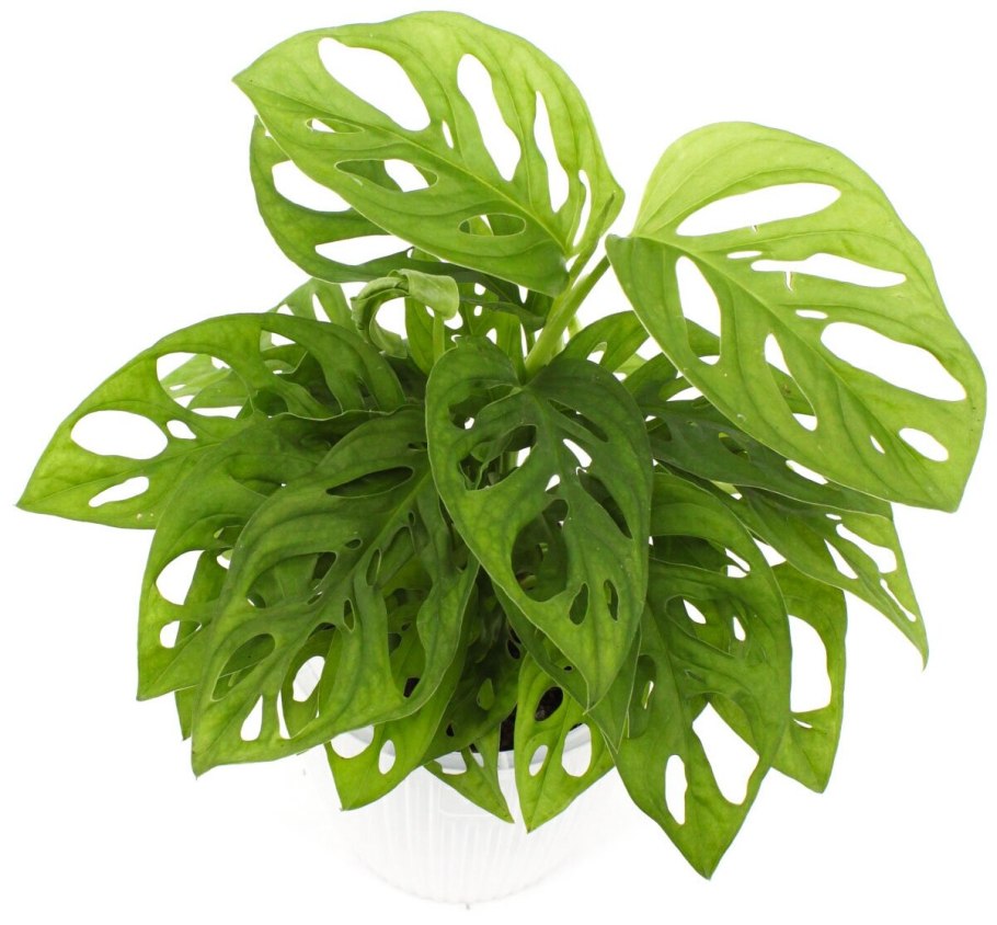 Монстера Lechuza