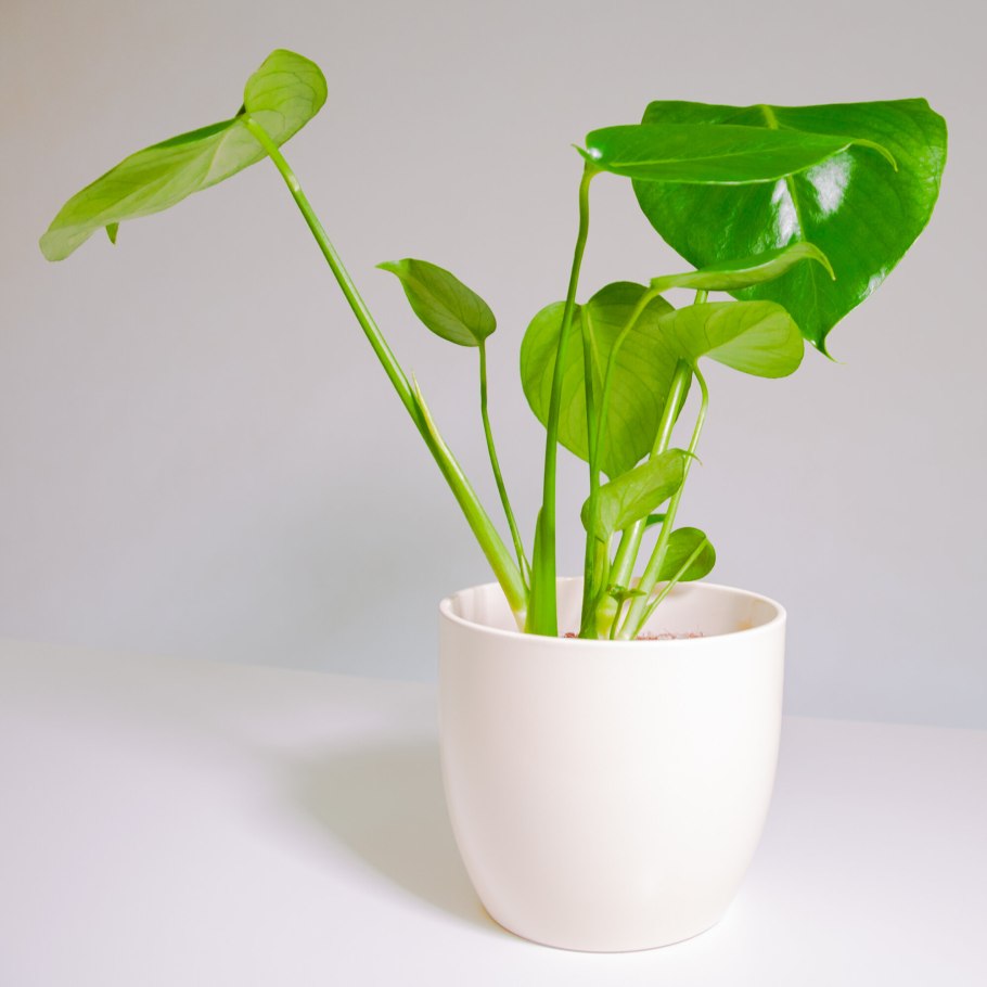 Монстера крупнолистная