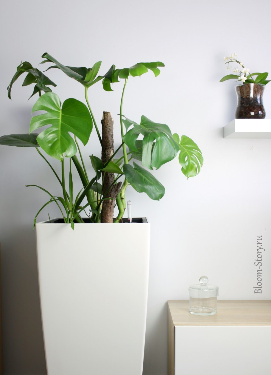 Монстера Альба