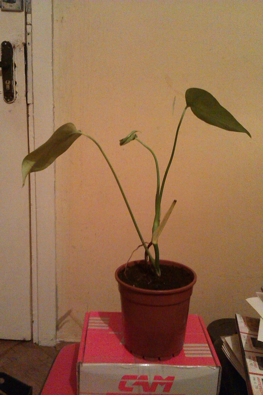 Тенелюбивые растения монстера