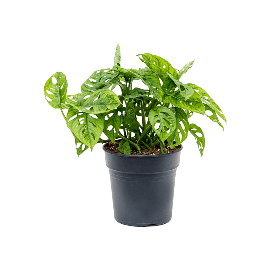 Монстера растение корни