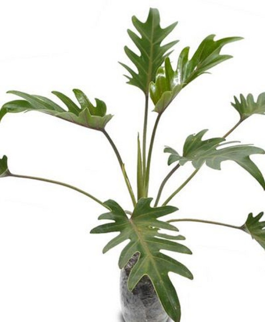 Philodendron-Hybrid Xanadu m. fligede blade11/35