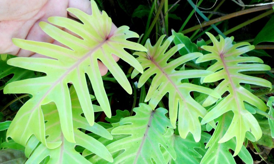 Aesthetic Plants minimalism